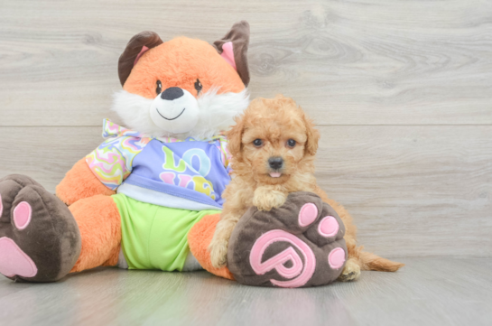 Best Maltipoo Baby