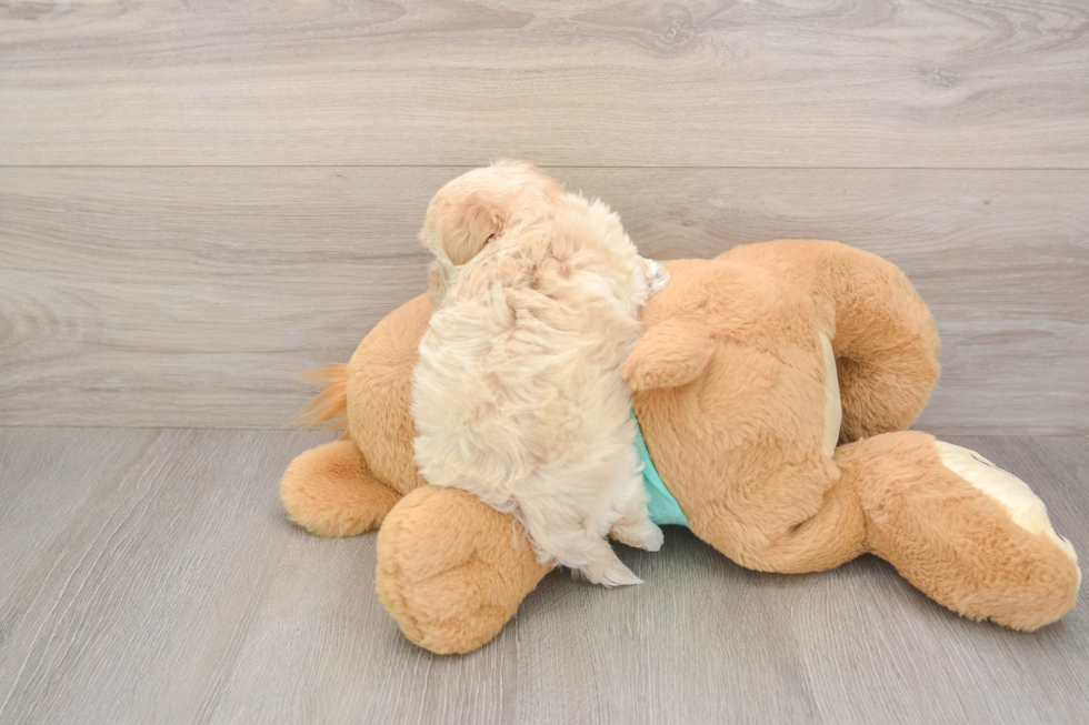 Meet Wrigley - our Maltipoo Puppy Photo  3/3 - Florida Fur Babies Playful Maltidoodle Poodle Mix Puppy