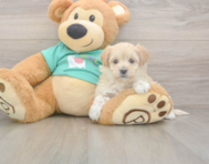 8 week old Maltipoo Puppy For Sale - Florida Fur Babies