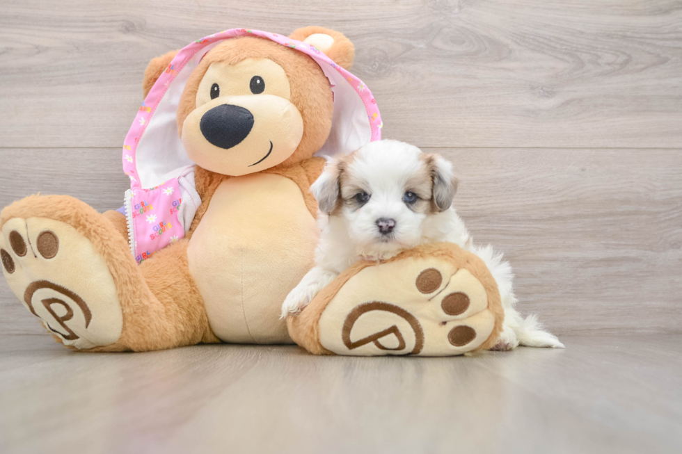 Maltipoo Puppy for Adoption