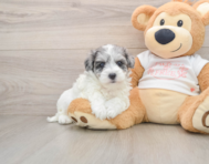 8 week old Maltipoo Puppy For Sale - Florida Fur Babies