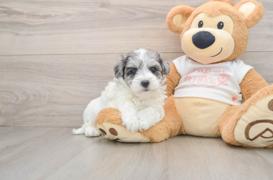 Maltipoo Pup Being Cute