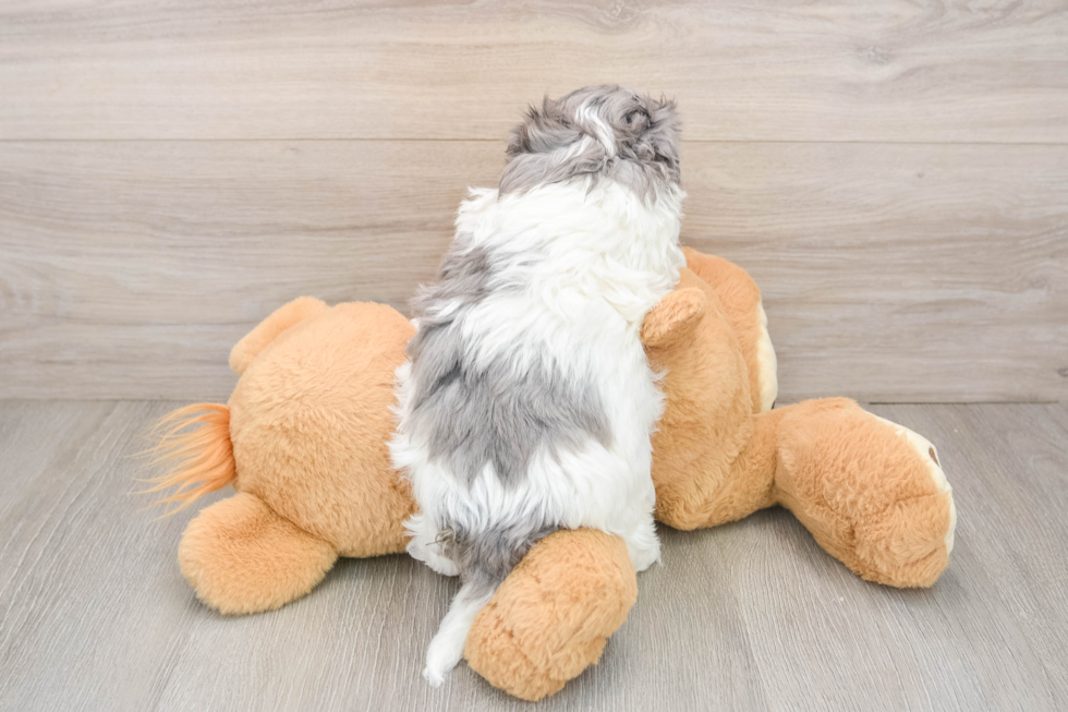 Little Maltese Poodle Poodle Mix Puppy