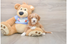 Adorable Moodle Poodle Mix Puppy