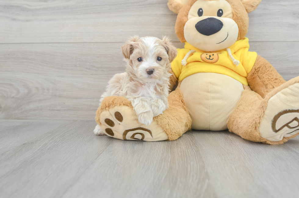 5 week old Maltipoo Puppy For Sale - Florida Fur Babies