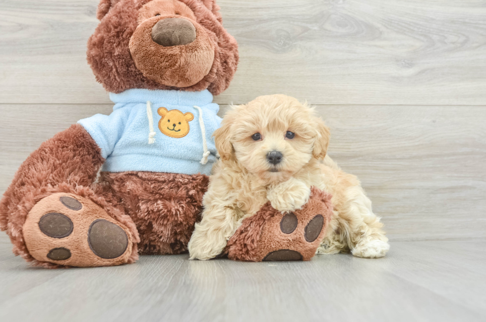 7 week old Maltipoo Puppy For Sale - Florida Fur Babies