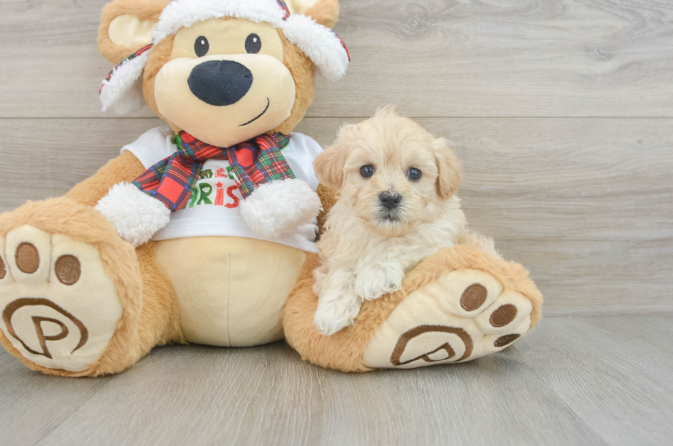 6 week old Maltipoo Puppy For Sale - Florida Fur Babies