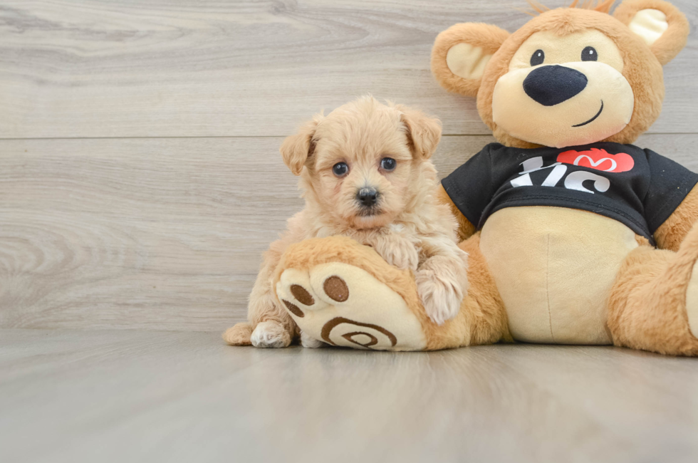 5 week old Maltipoo Puppy For Sale - Florida Fur Babies