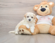 8 week old Maltipoo Puppy For Sale - Florida Fur Babies