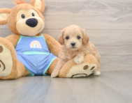 7 week old Maltipoo Puppy For Sale - Florida Fur Babies