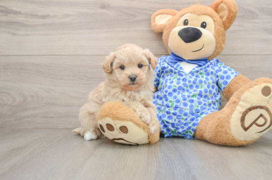 Cute Maltipoo Baby