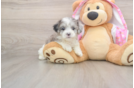 Energetic Maltepoo Poodle Mix Puppy