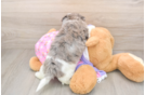 Hypoallergenic Malt Oodle Poodle Mix Puppy