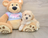 8 week old Maltipoo Puppy For Sale - Florida Fur Babies