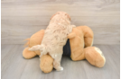 Playful Maltepoo Poodle Mix Puppy