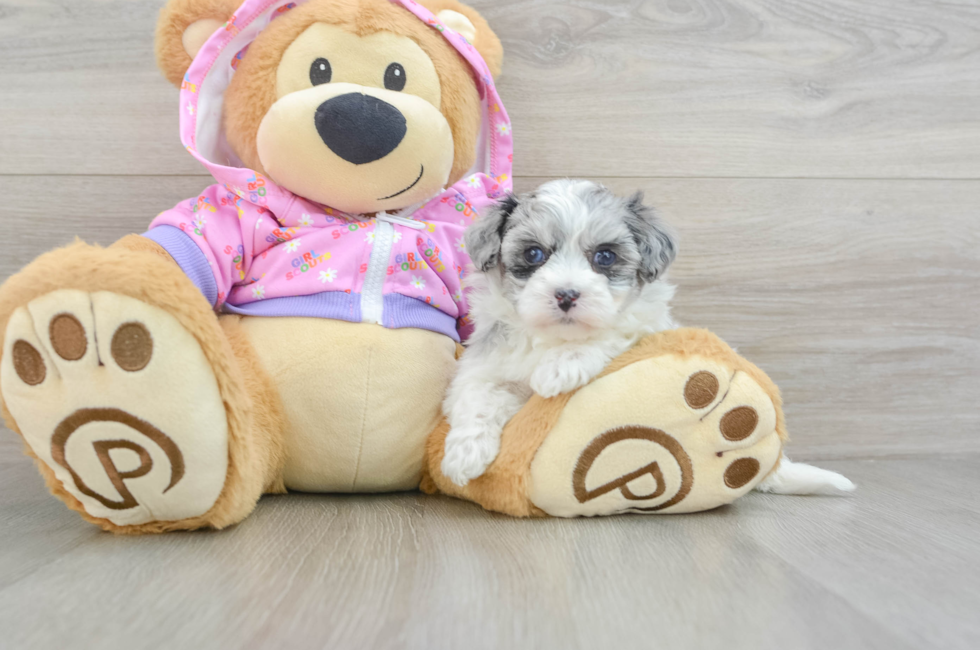 5 week old Maltipoo Puppy For Sale - Florida Fur Babies