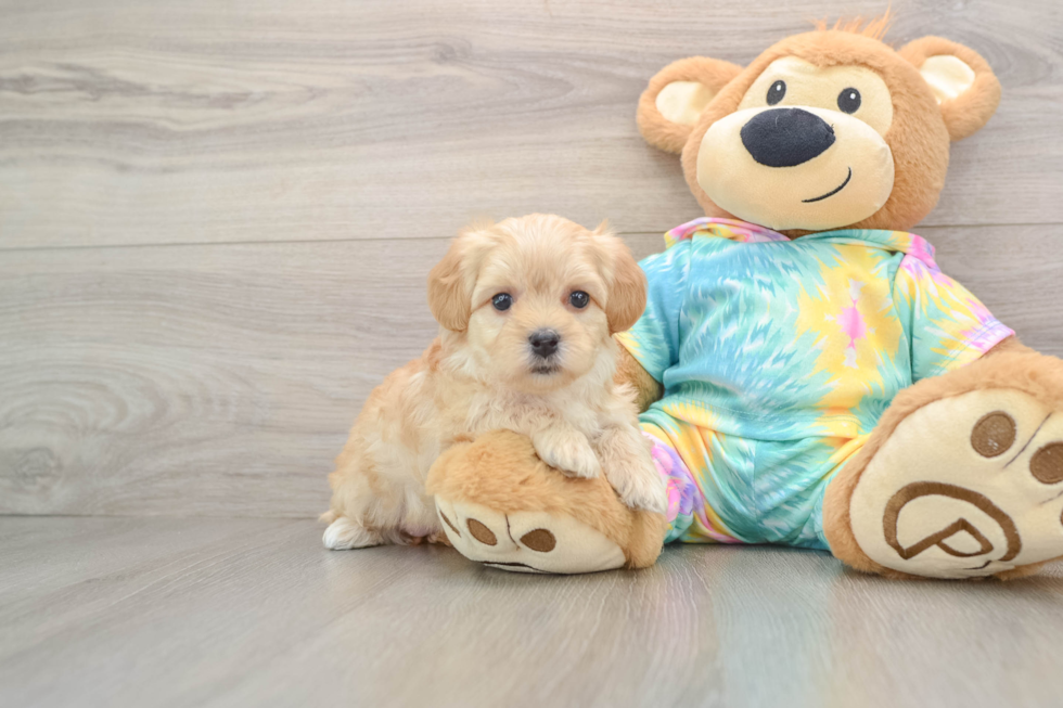 Happy Maltipoo Baby