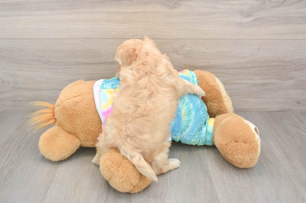 Maltipoo Pup Being Cute