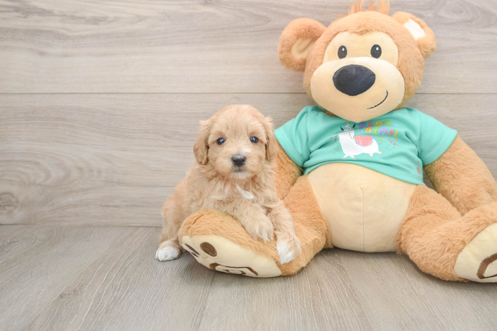 Best Maltipoo Baby