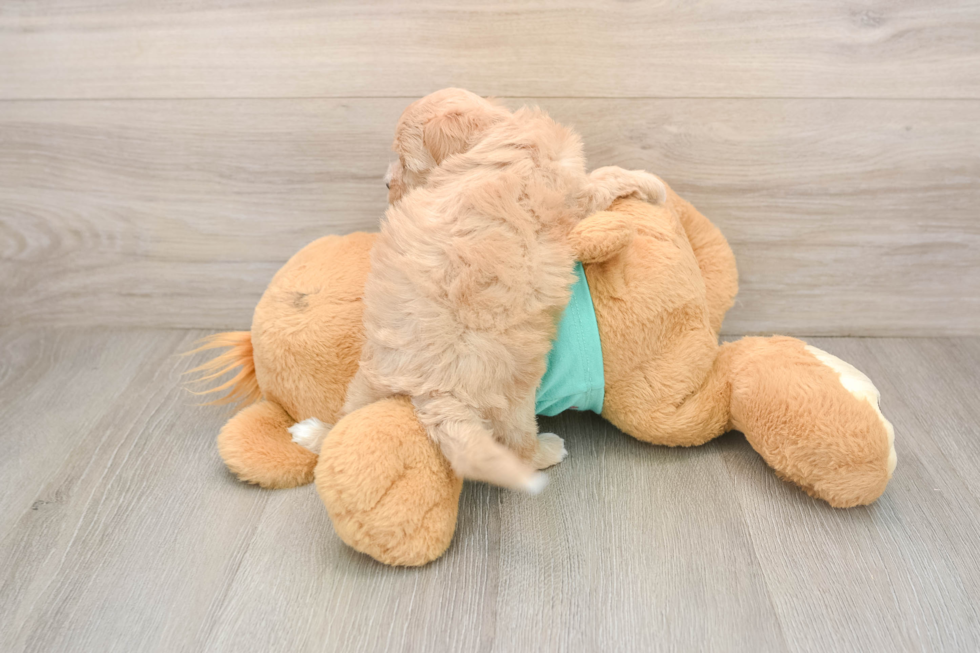 Best Maltipoo Baby