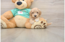 Maltipoo Puppy for Adoption