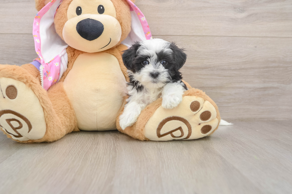 Maltipoo Pup Being Cute