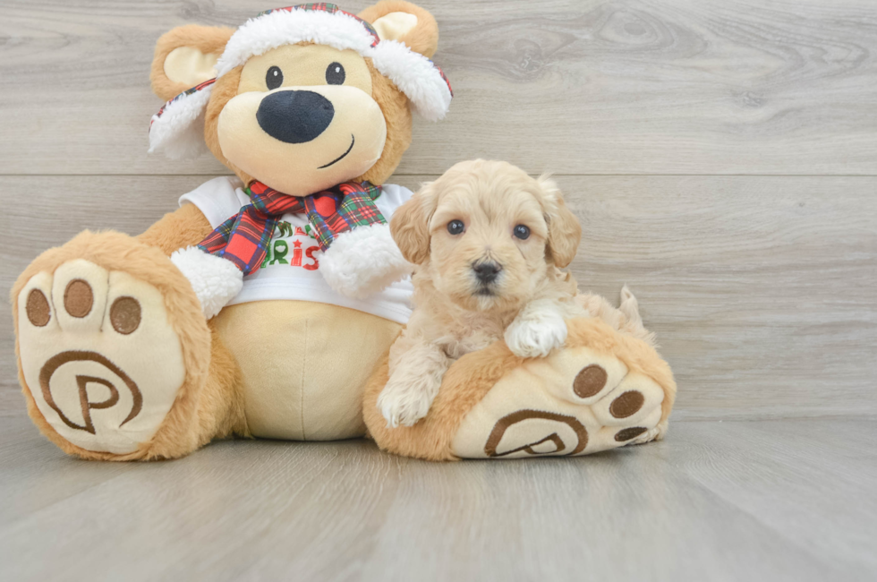 6 week old Maltipoo Puppy For Sale - Florida Fur Babies