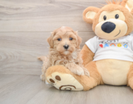 9 week old Maltipoo Puppy For Sale - Florida Fur Babies