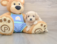 7 week old Maltipoo Puppy For Sale - Florida Fur Babies