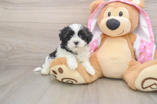 Best Maltipoo Baby