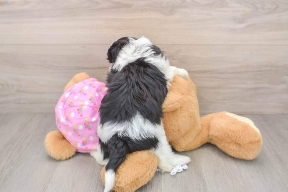 Maltipoo Pup Being Cute