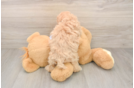 Small Maltipoo Baby