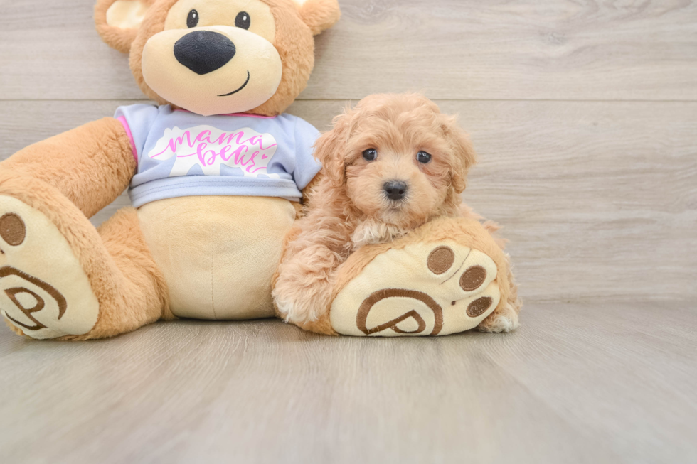 Friendly Maltipoo Baby
