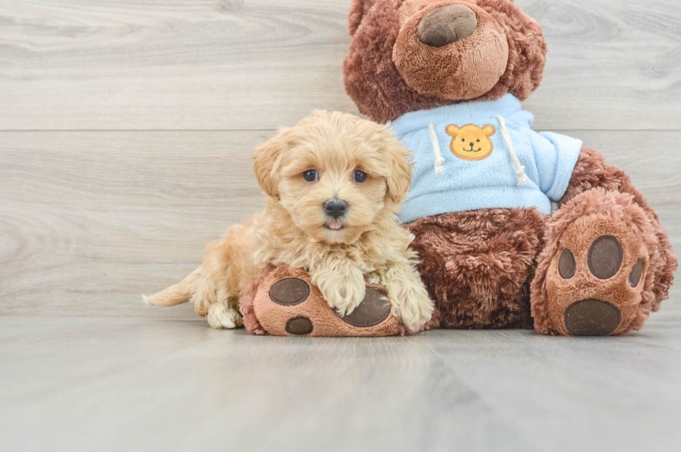 7 week old Maltipoo Puppy For Sale - Florida Fur Babies