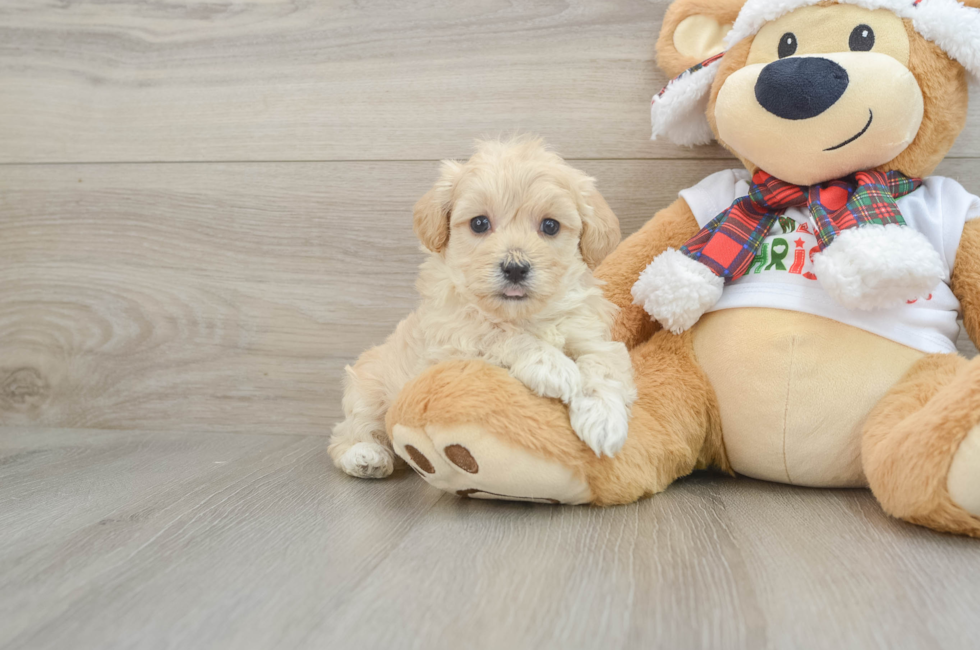 6 week old Maltipoo Puppy For Sale - Florida Fur Babies