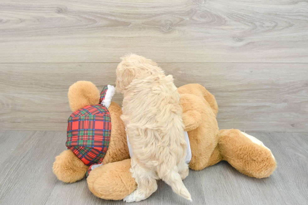 Playful Maltese Poodle Poodle Mix Puppy