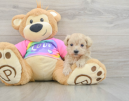8 week old Maltipoo Puppy For Sale - Florida Fur Babies
