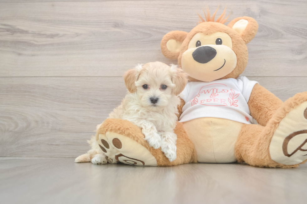 Meet Zero - our Maltipoo Puppy Photo  2/3 - Florida Fur Babies Friendly Maltipoo Baby