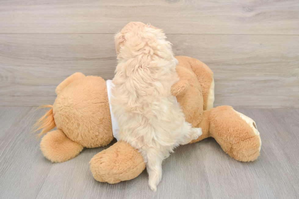 Meet Zero - our Maltipoo Puppy Photo  3/3 - Florida Fur Babies Playful Maltepoo Poodle Mix Puppy