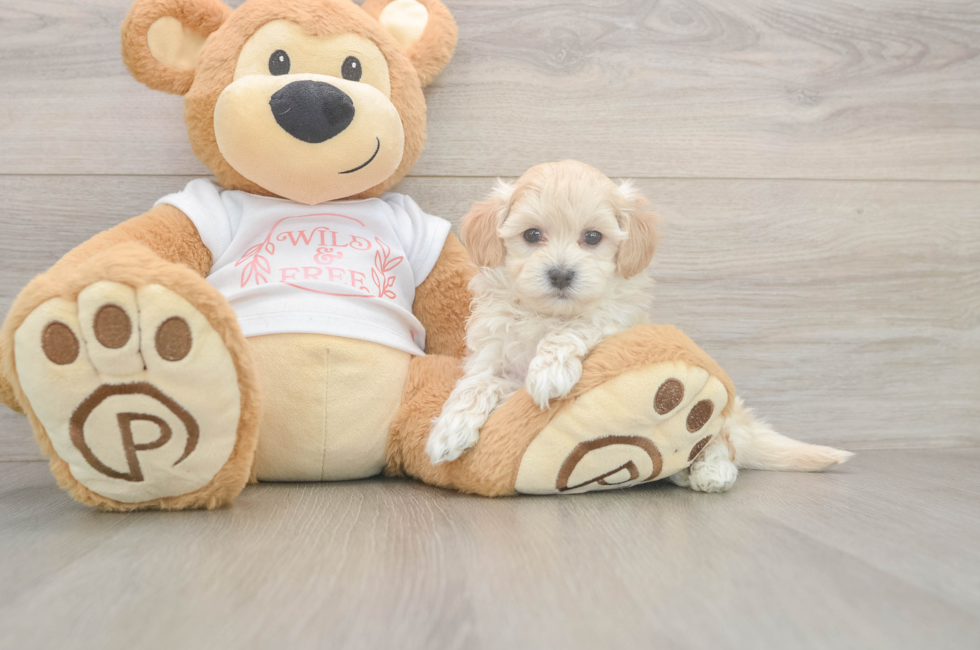 5 week old Maltipoo Puppy For Sale - Florida Fur Babies