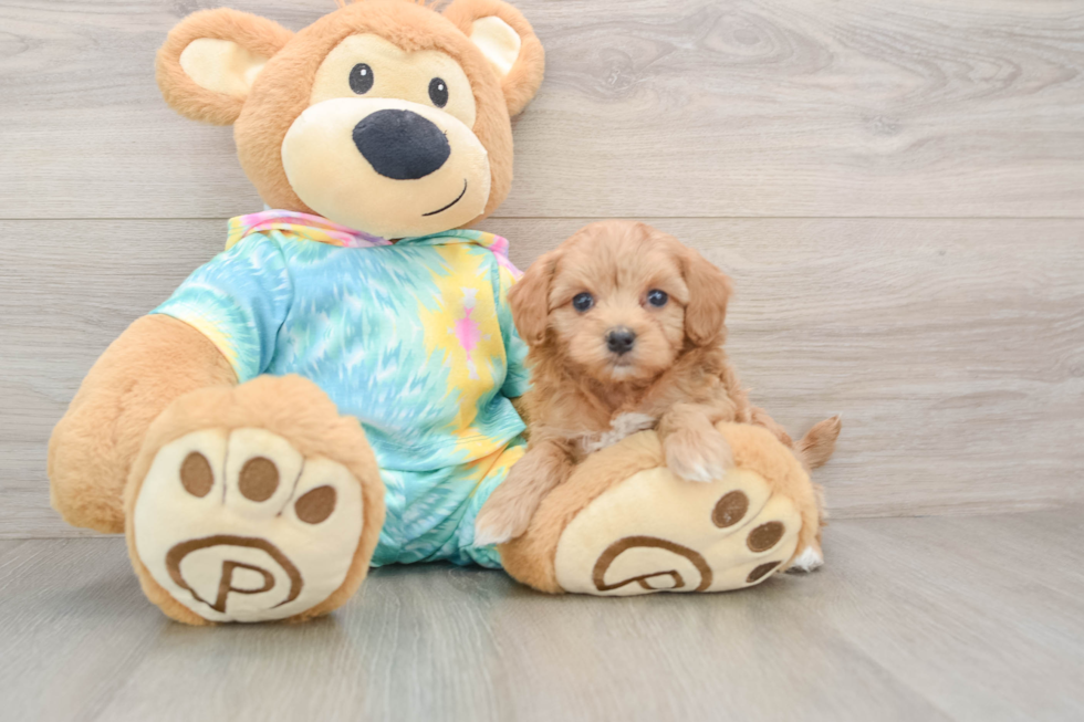 Maltipoo Pup Being Cute