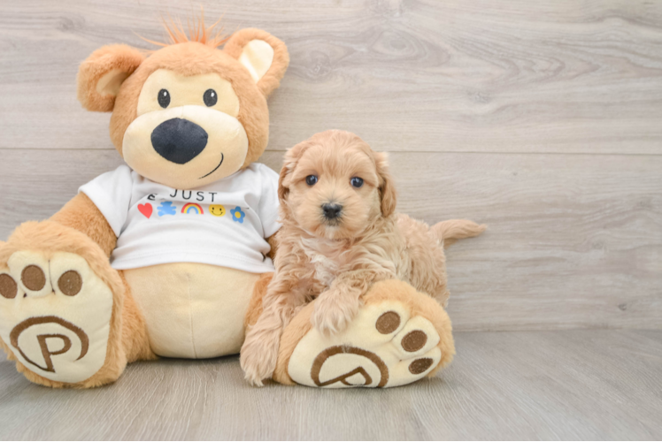 Best Maltipoo Baby
