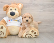 9 week old Maltipoo Puppy For Sale - Florida Fur Babies