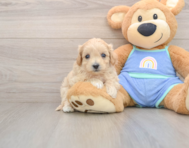 8 week old Maltipoo Puppy For Sale - Florida Fur Babies