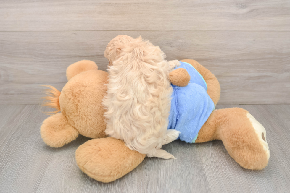 Adorable Maltepoo Poodle Mix Puppy