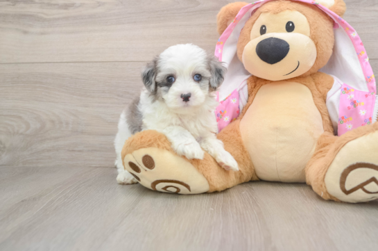 Maltipoo Puppy for Adoption