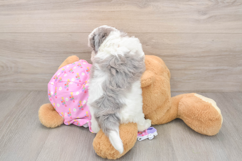 Sweet Maltipoo Baby