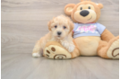 Smart Maltipoo Poodle Mix Pup