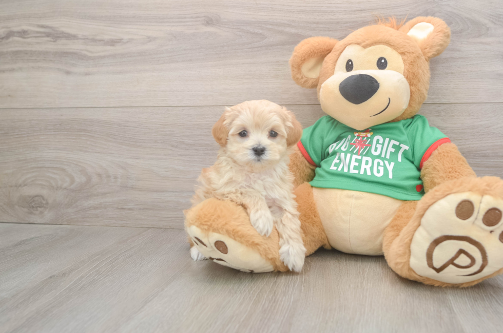 6 week old Maltipoo Puppy For Sale - Florida Fur Babies