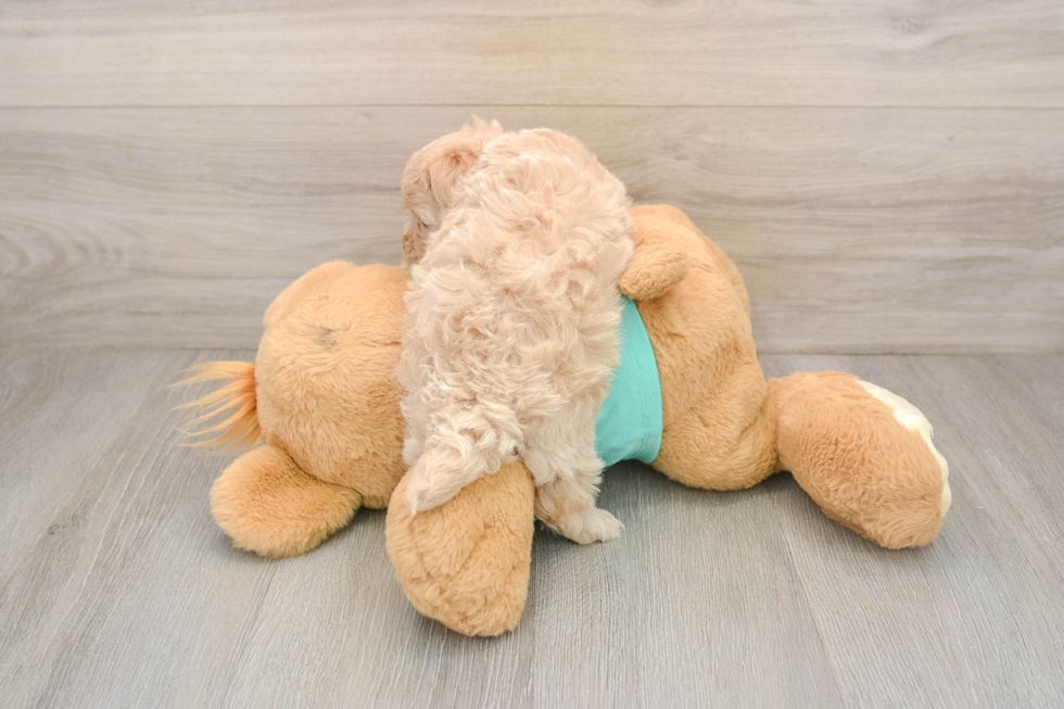 Popular Maltipoo Poodle Mix Pup